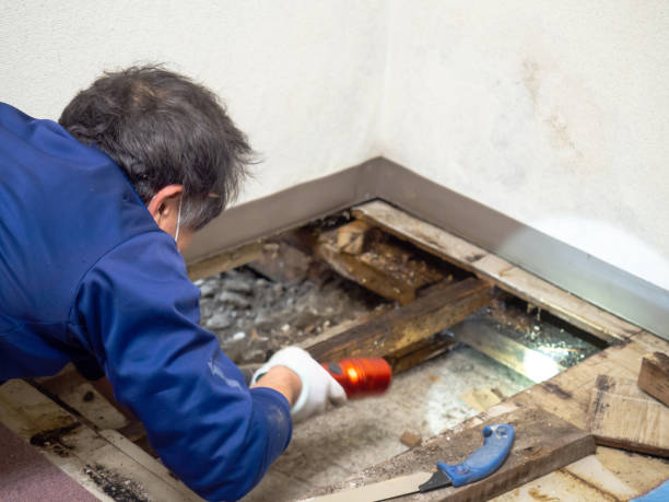 Best DIY Mold Remediation Support Services in Waurika, OK