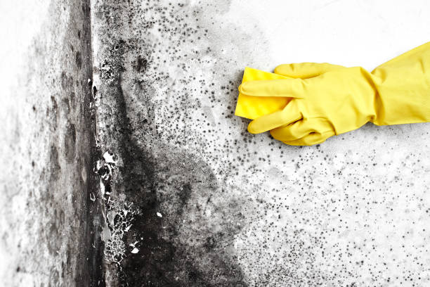 Best Localized Mold Remediation (e.g., coastal areas, humid climates) in Waurika, OK
