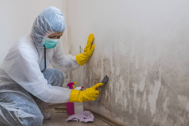 Best Emergency Mold Remediation in Waurika, OK