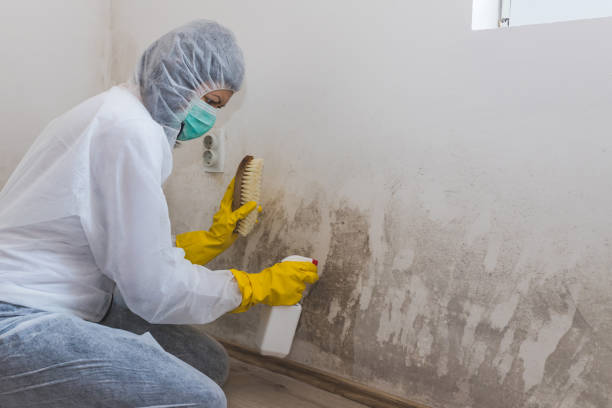 Best Post-Flood Mold Remediation in Waurika, OK
