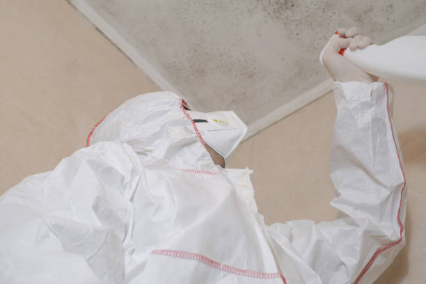 Best Basement Mold Remediation in Waurika, OK