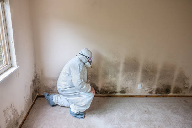 Best Mold Remediation for Specific Building Types in Waurika, OK
