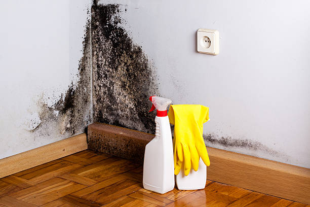 Best Residential Mold Remediation in Waurika, OK