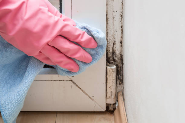 Best Crawl Space Mold Remediation in Waurika, OK